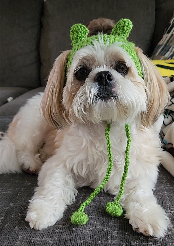 Vicky, a sweet Shih-Tzu wearing a green frog hat